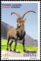 Iberian Ibex (Capra pyrenaica)