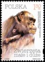 Chimpanzee (Pan troglodytes)