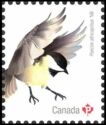 Black-Capped Chickadee (Poecile atricapillus)