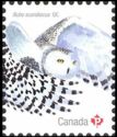 Snowy Owl (Bubo scandiacus)