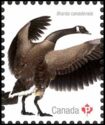 Canada Goose (Branta canadensis)