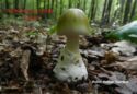 Amanita phaloides