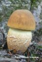 Leccinum crocipodium
