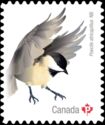 Black-Capped Chickadee (Poecile atricapillus)