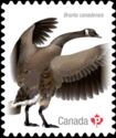 Canada Goose (Branta canadensis)