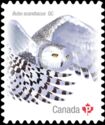 Snowy Owl (Bubo scandiacus)