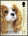 Cavalier-King-Charles-Spaniel (Canis lupus familiaris)
