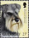 Minature Schnauzer (Canis lupus familiaris)