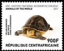 Chinese Box Turtle (Cuora flavomarginata)