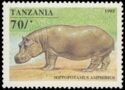Hippopotamus (Hippopotamus amphibius)