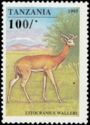 Gerenuk (Litocranius walleri)