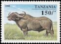 African Buffalo (Syncerus caffer)
