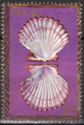 Royal Cloak Scallop (Cryptopecten pallium)