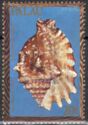 Laciniate Conch (Strombus sinuatus)