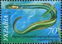 European Eel (Anguilla anguilla)