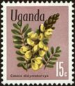 Peanut Butter Cassia (Senna didymobotrya)