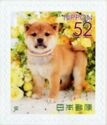 Shiba (Canis Lupus Familiaris)