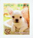French Bulldog (Canis Lupus Familiaris)