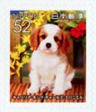 Cavalier King Charles Spaniel (Canis Lupus Familiaris)