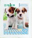 Jack Russell Terrier (Canis Lupus Familiaris)