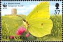 Brimstone (Gonepteryx rhamni)