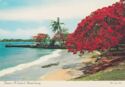 Jamaica: a Land of Natural Beauty. Red Poinciana Tree