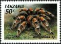 Mexican Redknee Tarantula (Eurypelma smithi)