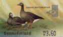 Lesser White-fronted Goose (Anser erythropus)