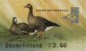 Lesser White-fronted Goose (Anser erythropus)