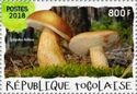 Tylopilus felleus