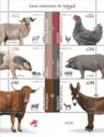 Local Species of Domesticated Animals