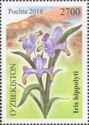 Iris hippolyti