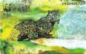 WWF - Leopard (Leopard)