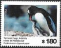 Gentoo Penguin (Pygoscelis papua)