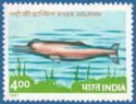 Ganges River Dolphin (Platanista gangetica)