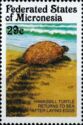 Hawksbill turtle on beach