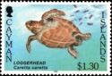Loggerhead (Caretta caretta)