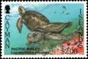 Olive Ridley Sea Turtle (Lepidochelys olivacea)