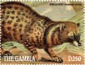 African Civet (Civettictis civetta)