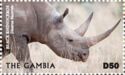 Black Rhinoceros (Diceros bicornis)