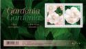 Gardenias