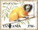 Black-faced Lion Tamarin (Leontopithecus caissara)