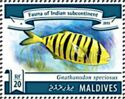 Golden Trevally (Gnathanodon speciosus)