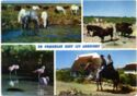 En Camargue Avec Les Gardians