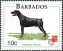 Doberman Pinscher (Canis lupus familiaris)