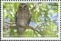 White-browed Hawk Owl (Ninox superciliaris)