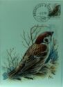 Eurasian Tree Sparrow (Passer montanus)