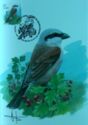 Red-backed Shrike (Lanius collurio)