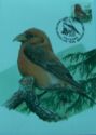 Red Crossbill (Loxia curvirostra)