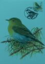 Wood Warbler (Phylloscopus sibilatrix)